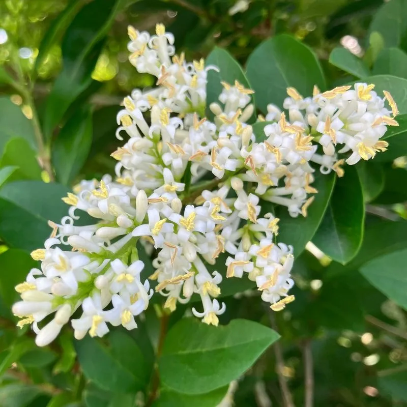 Privet