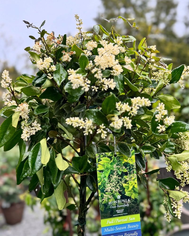 Privet