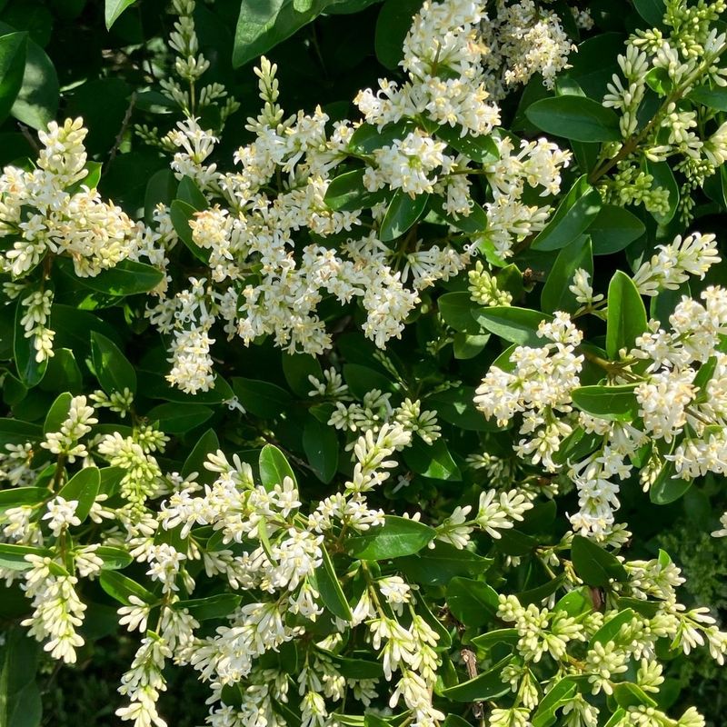 Privet