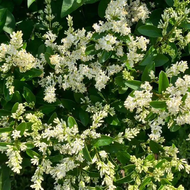Privet