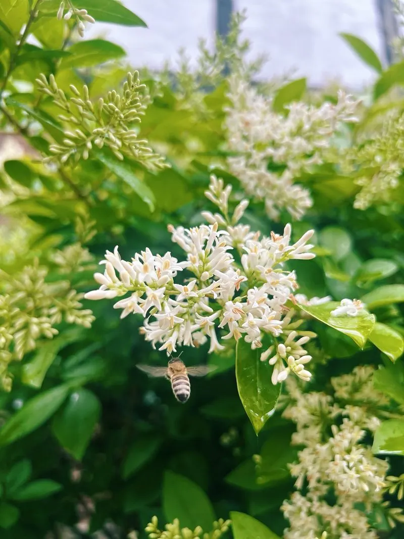 Privet