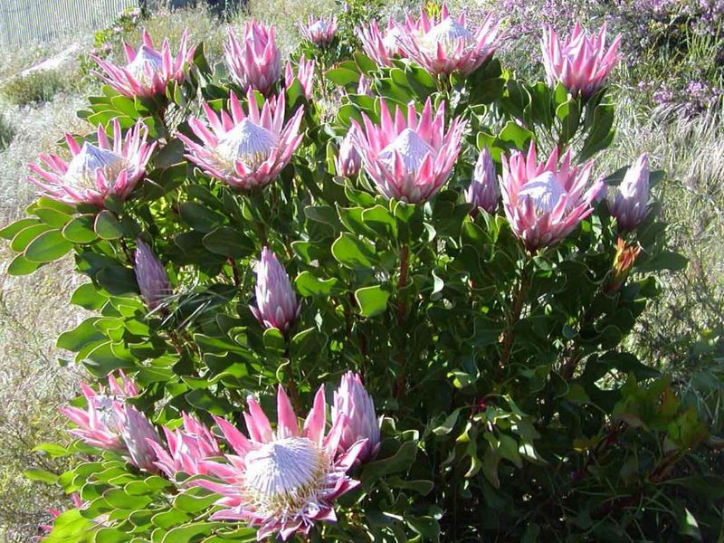Protea (Protea cynaroides)