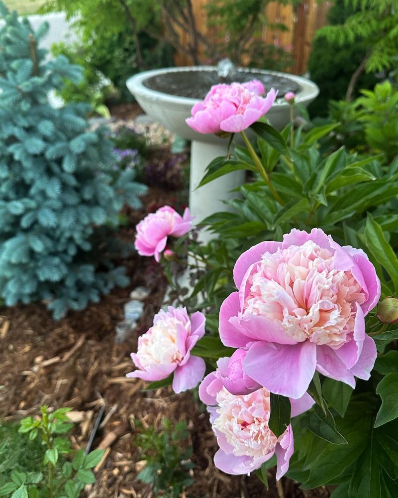 Proud Peony