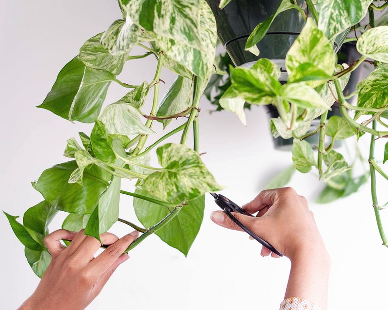 Prune Plants Before Leaving