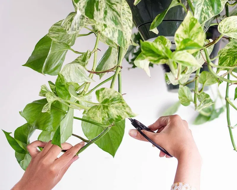 Prune Plants Before Leaving