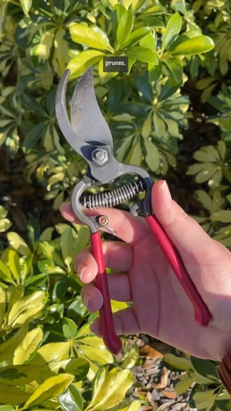 Pruning