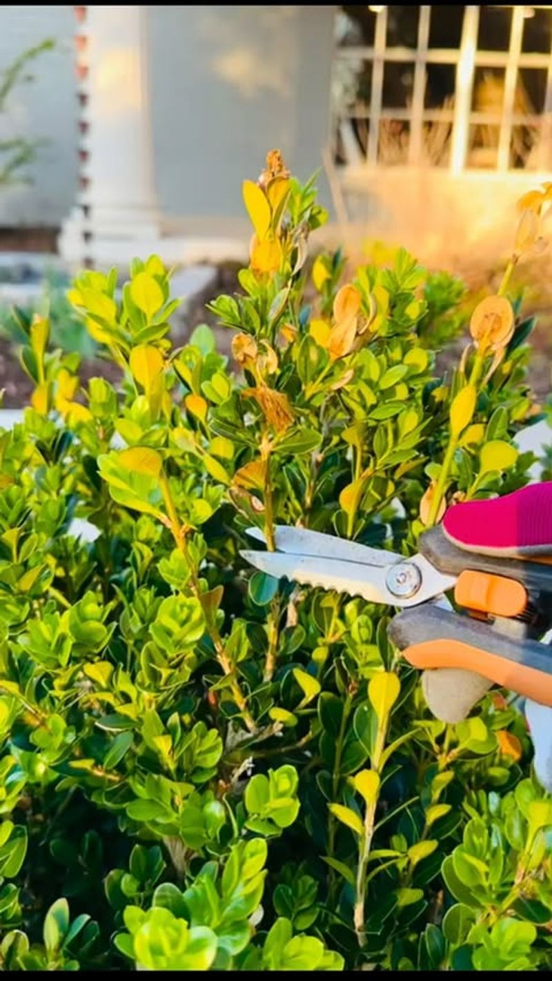 Pruning Shrubs