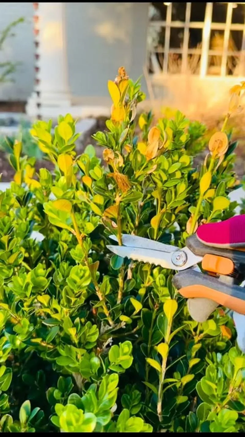Pruning Shrubs