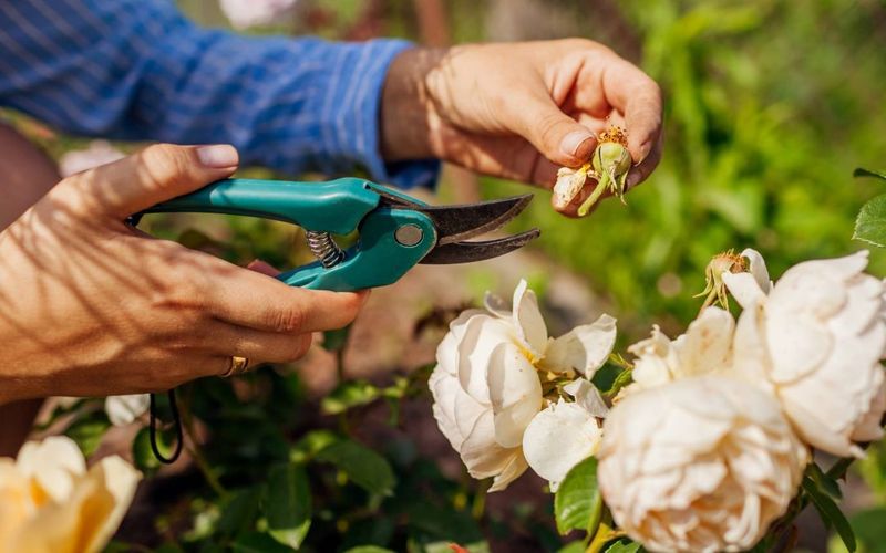 Pruning and Deadheading