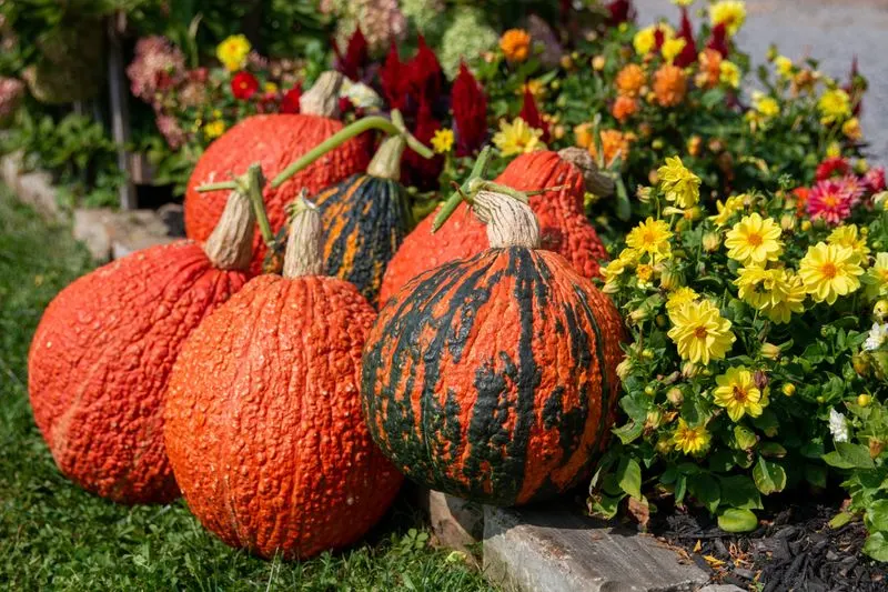 Pumpkin