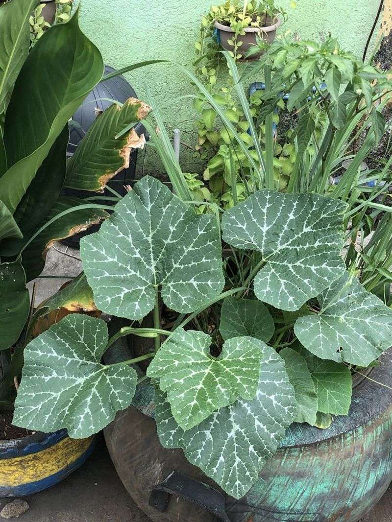 Pumpkin Leaves