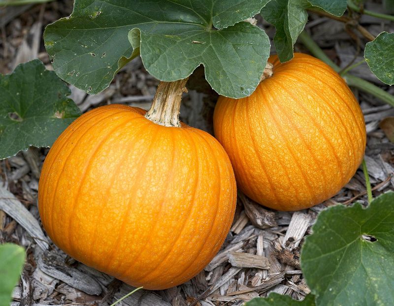 Pumpkin (Sprawling)