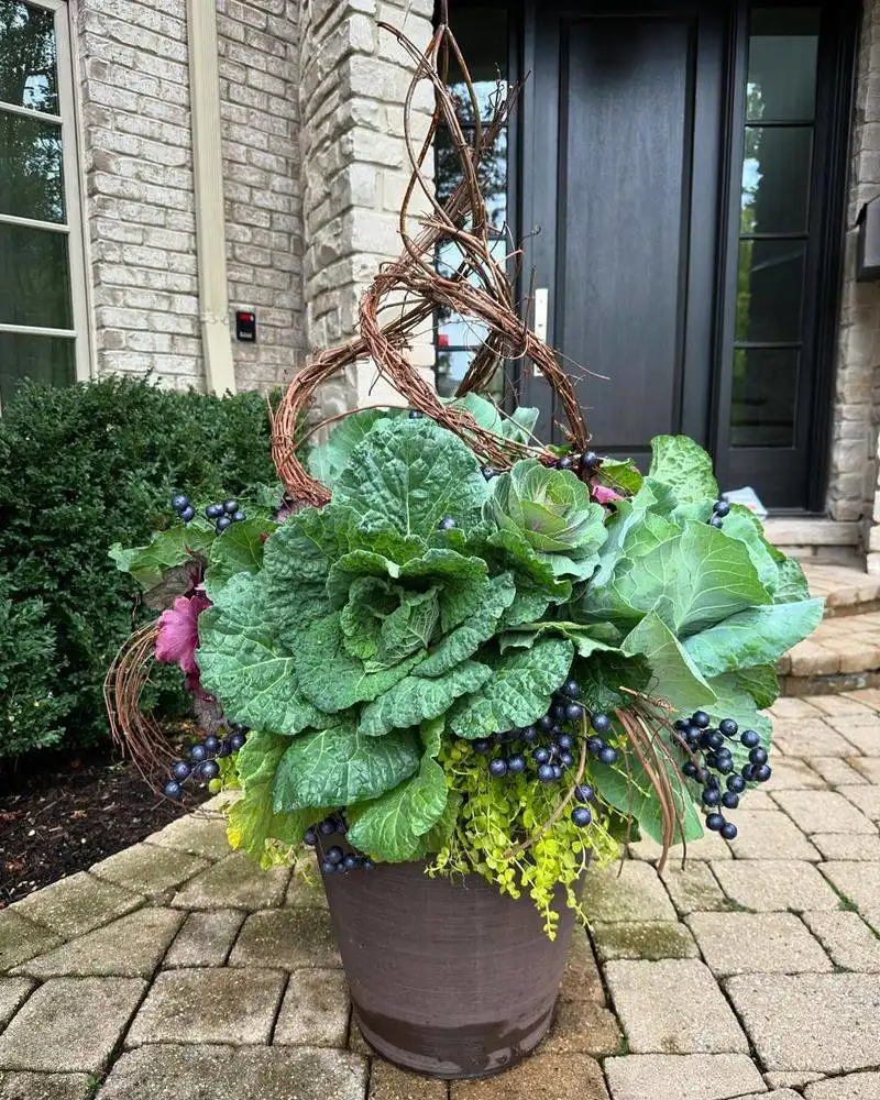 Cabbage