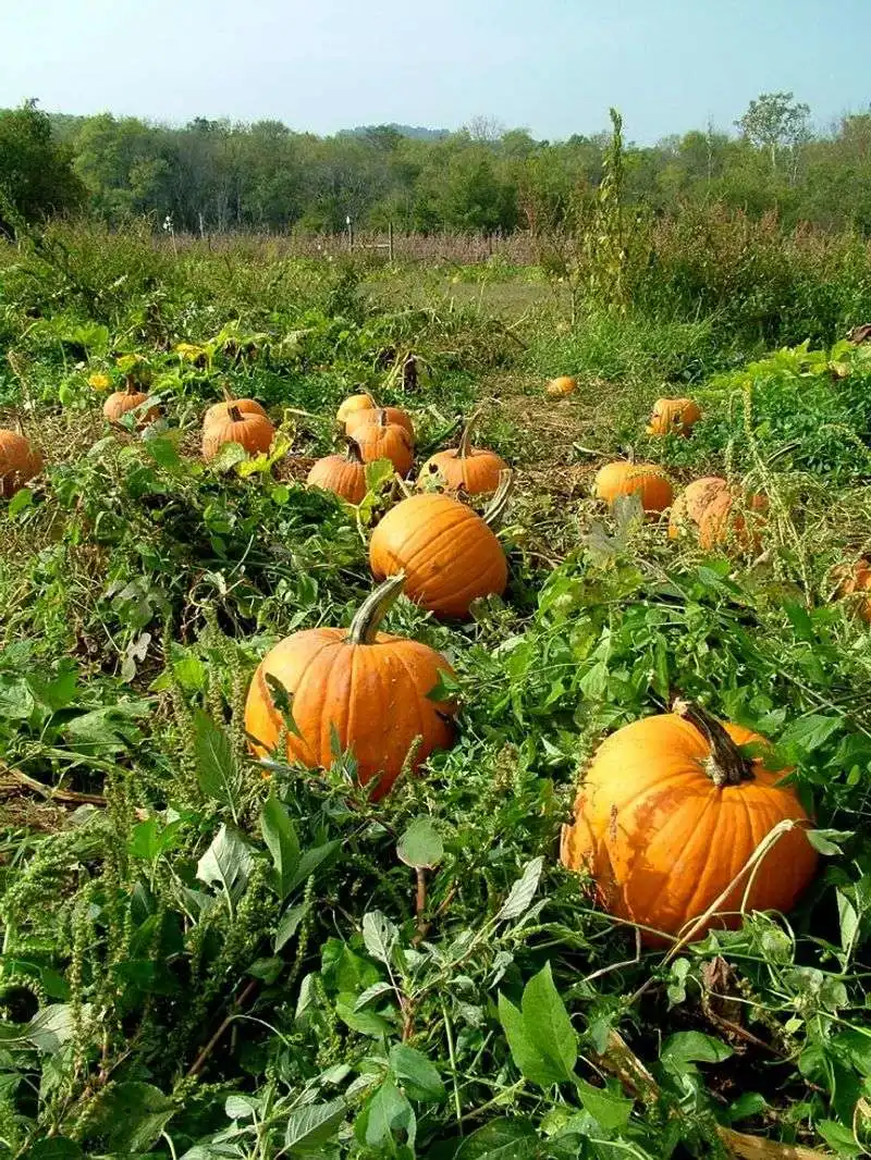 Pumpkins