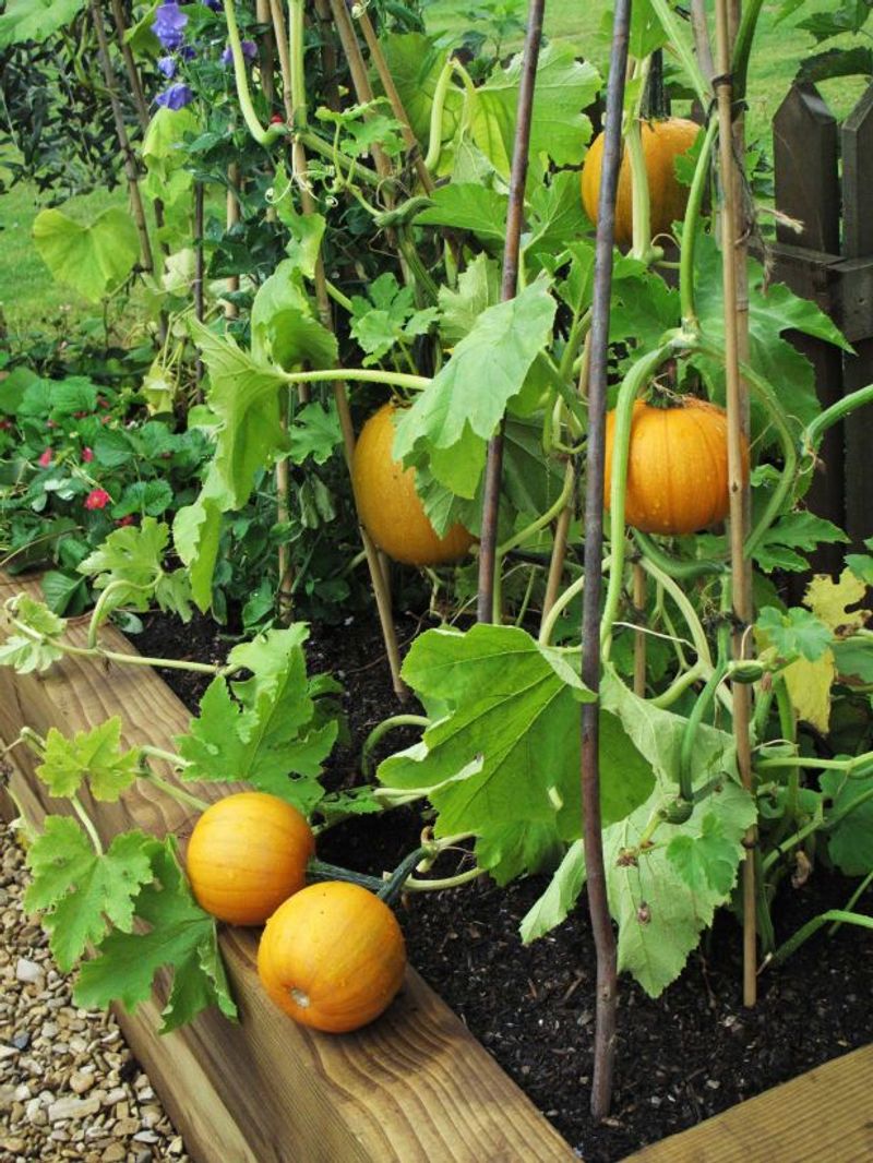 Pumpkins