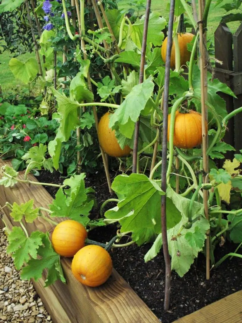 Pumpkins