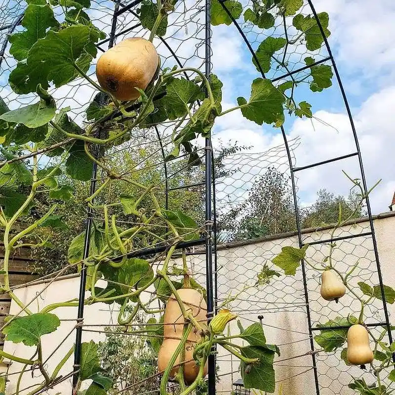 Squash