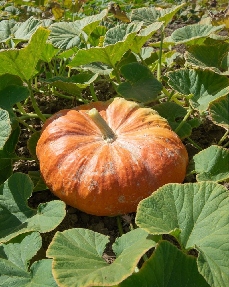 Pumpkins