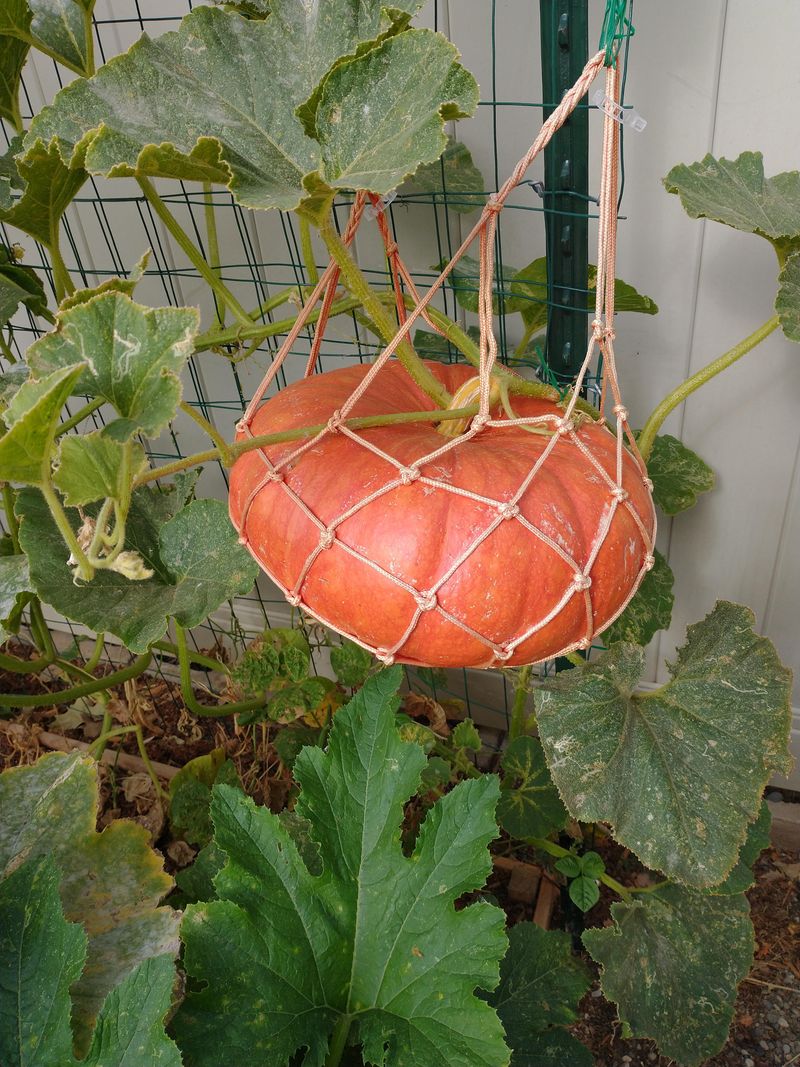 Pumpkins