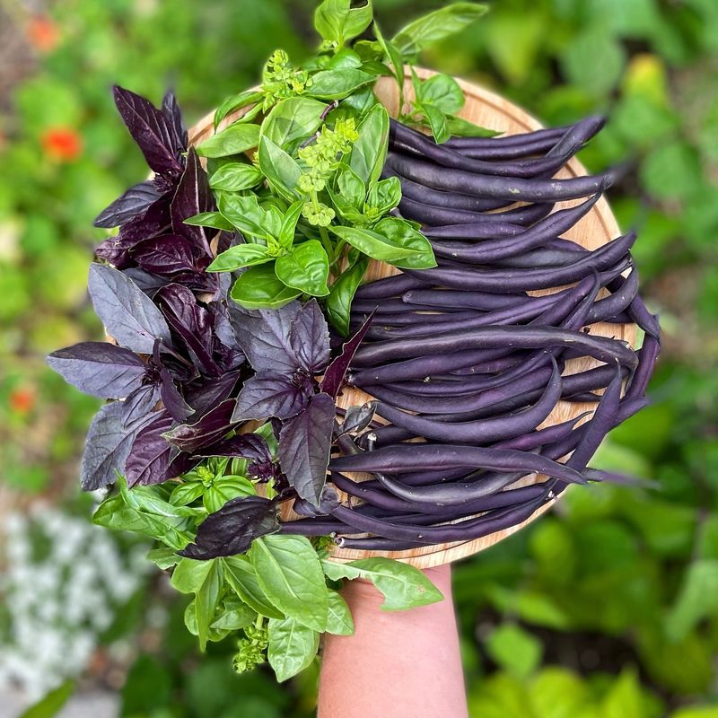 Purple Basil