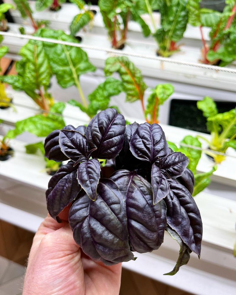 Purple Basil