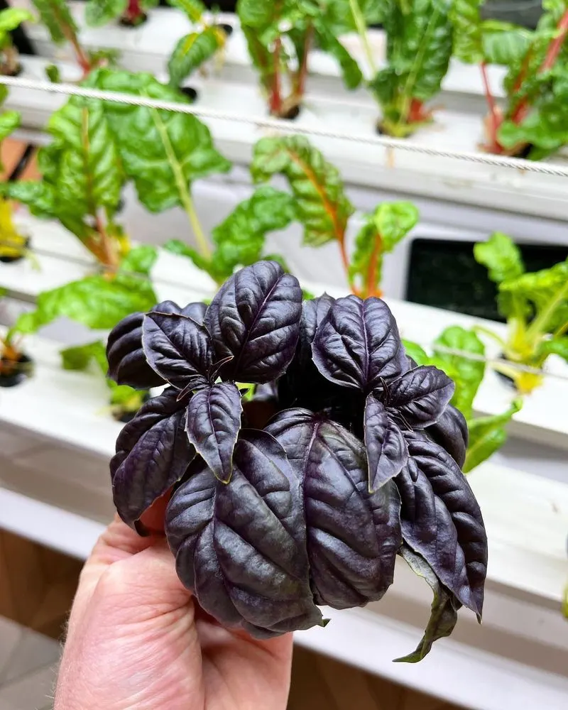 Purple Basil