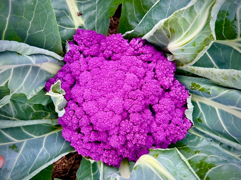 Purple Cauliflower