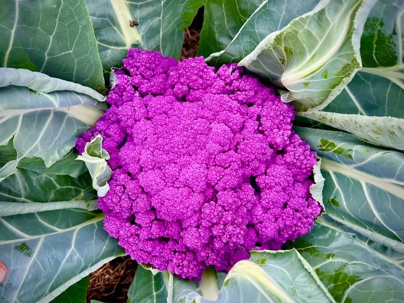 Purple Cauliflower