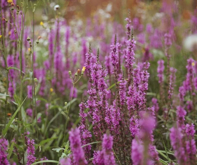 Purple Loosestrife