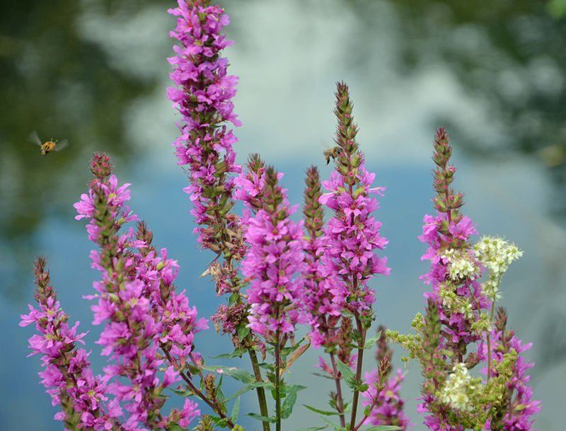 Purple Loosestrife