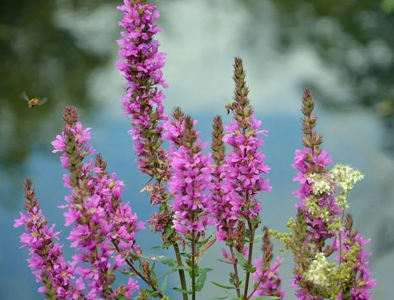 Purple Loosestrife