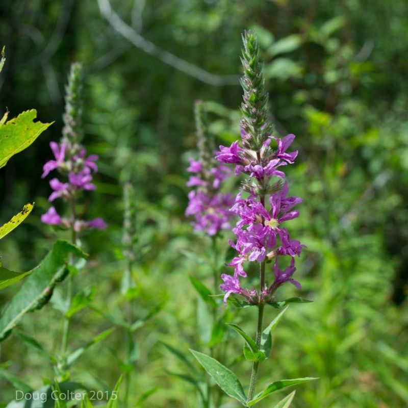 Purple Loosestrife