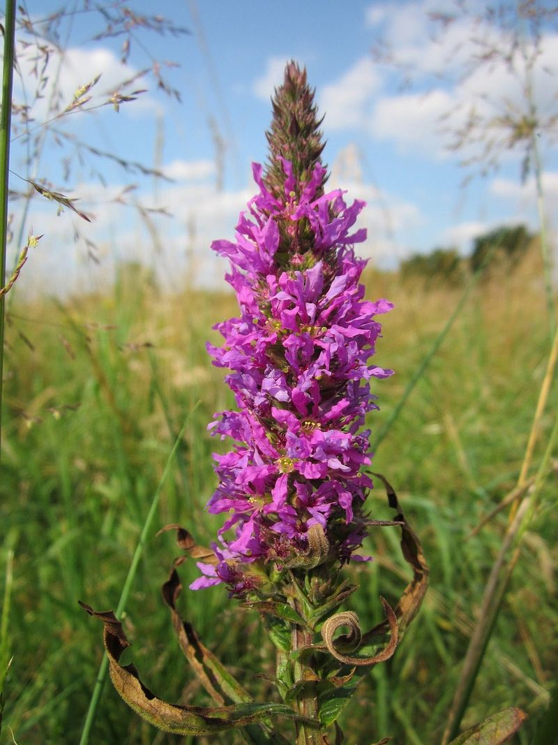 Purple Loosestrife