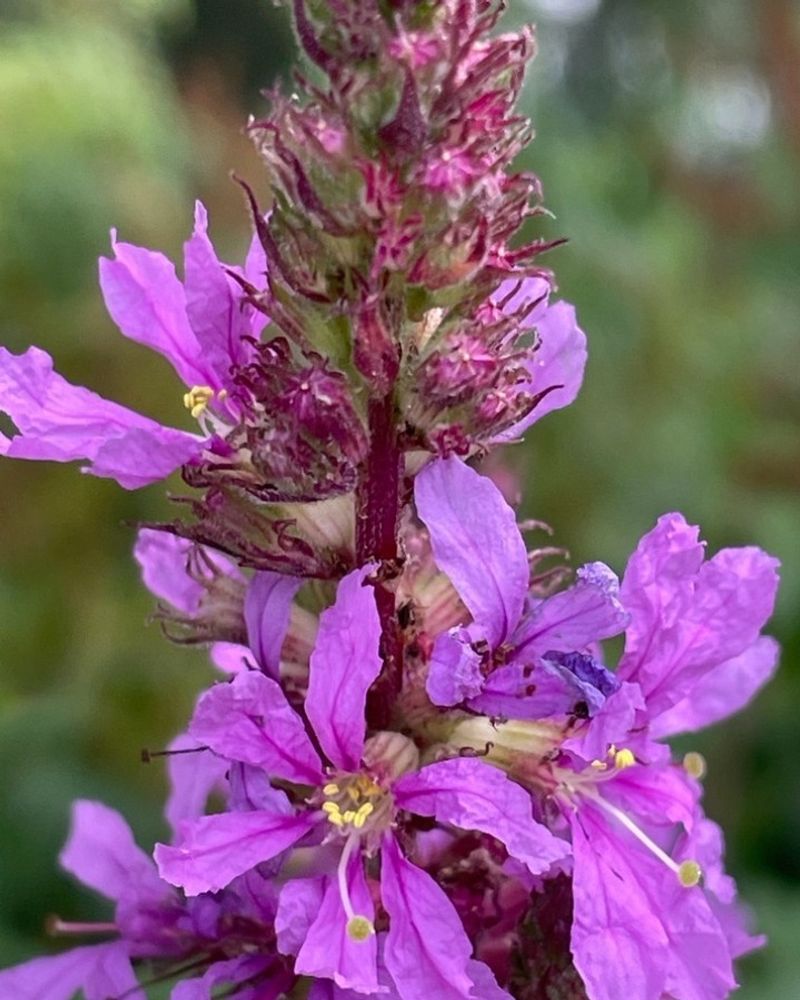 Purple Loosestrife