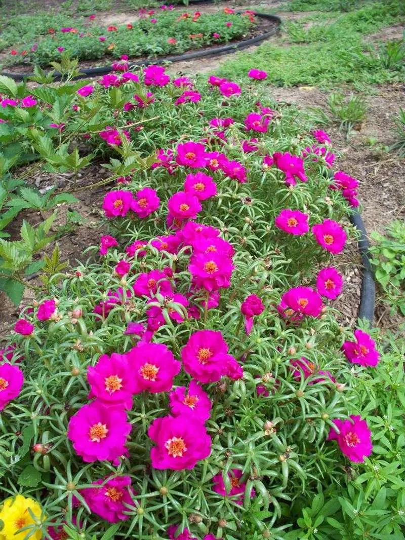Purslane