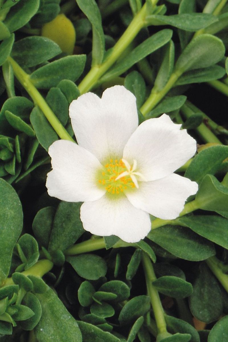 Purslane