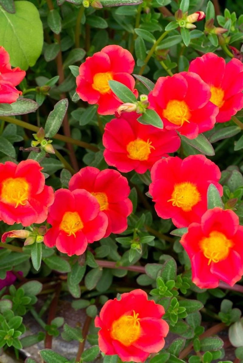 Purslane