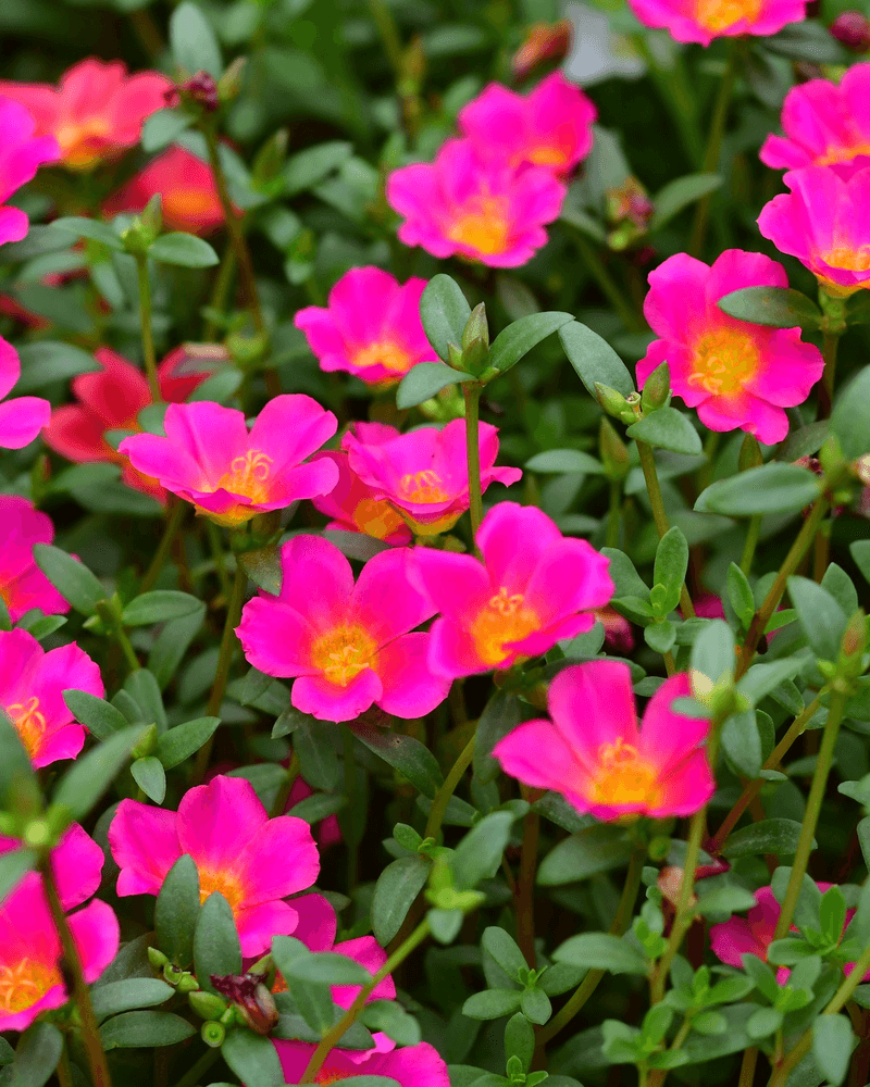 Purslane