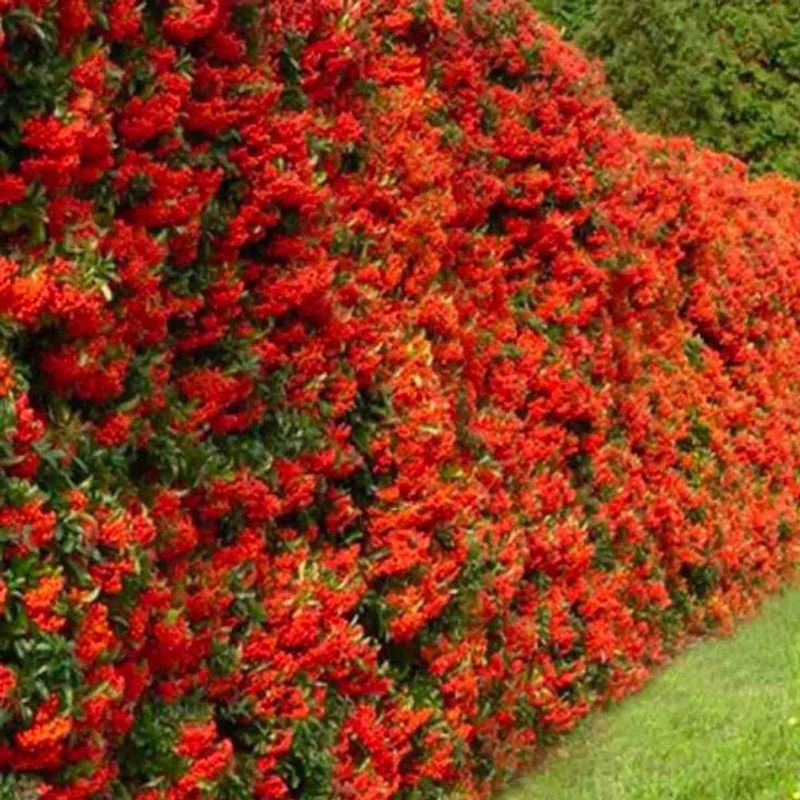 Pyracantha (Firethorn)