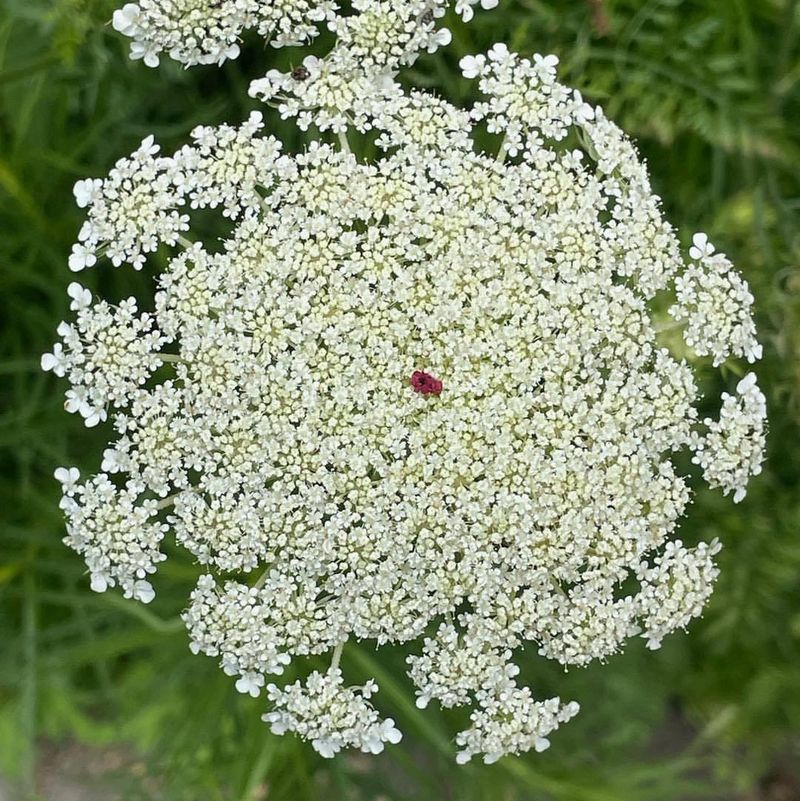 Queen Anne's Lace