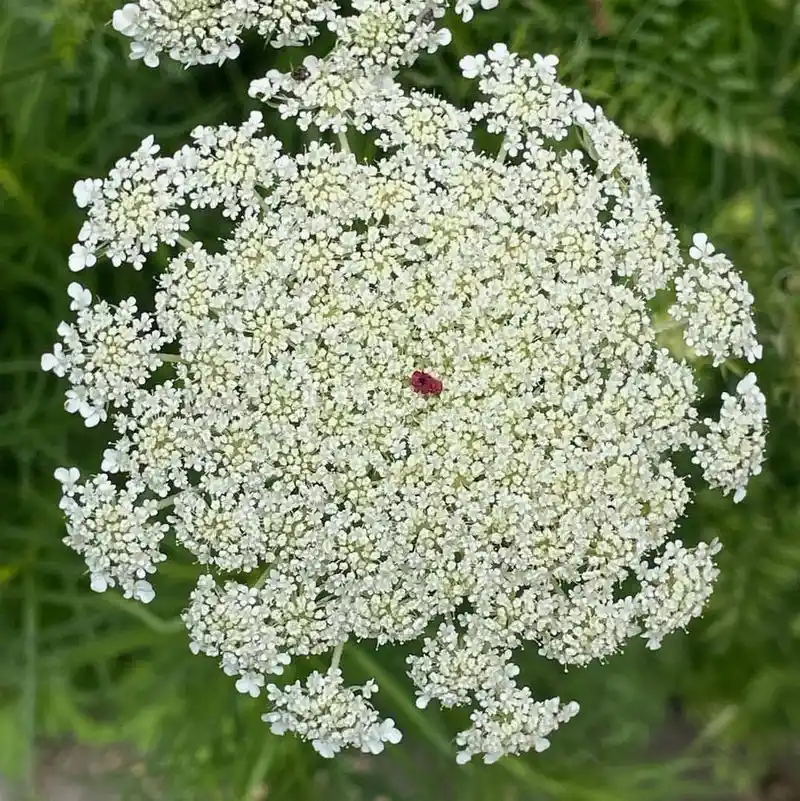 Queen Anne's Lace
