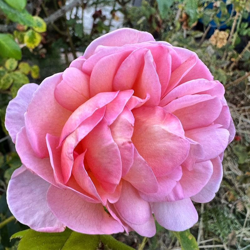 Queen Elizabeth