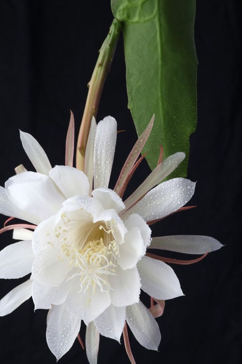 Queen of the Night Cactus