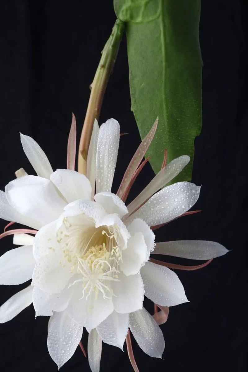 Queen of the Night Cactus