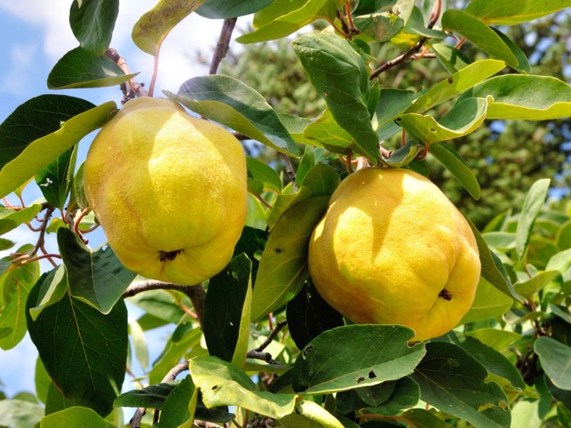 Quince Tree