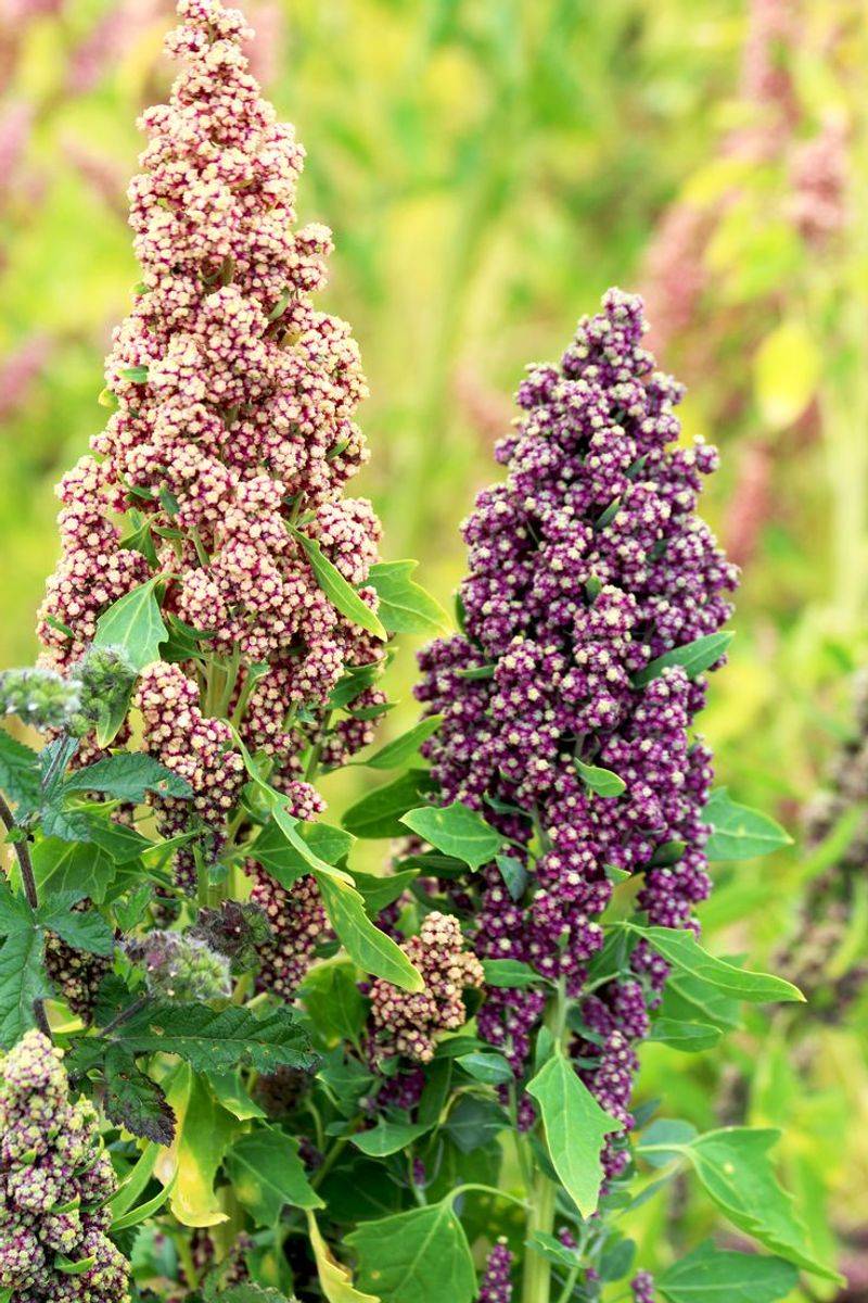 Quinoa