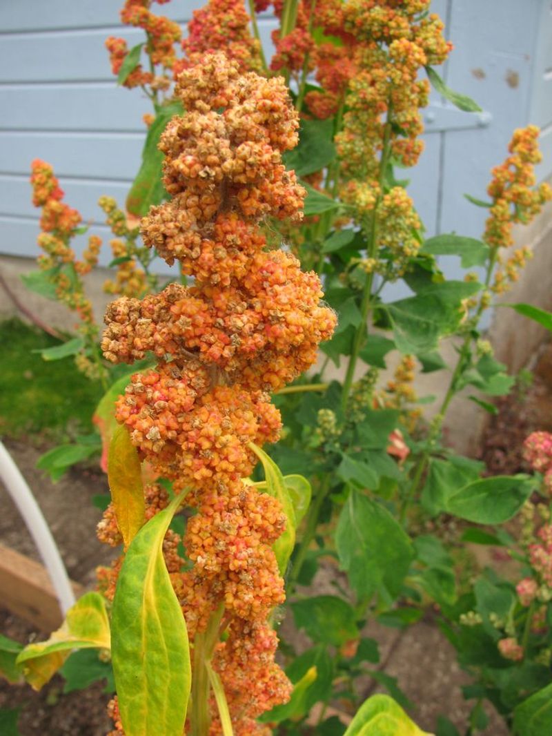 Quinoa