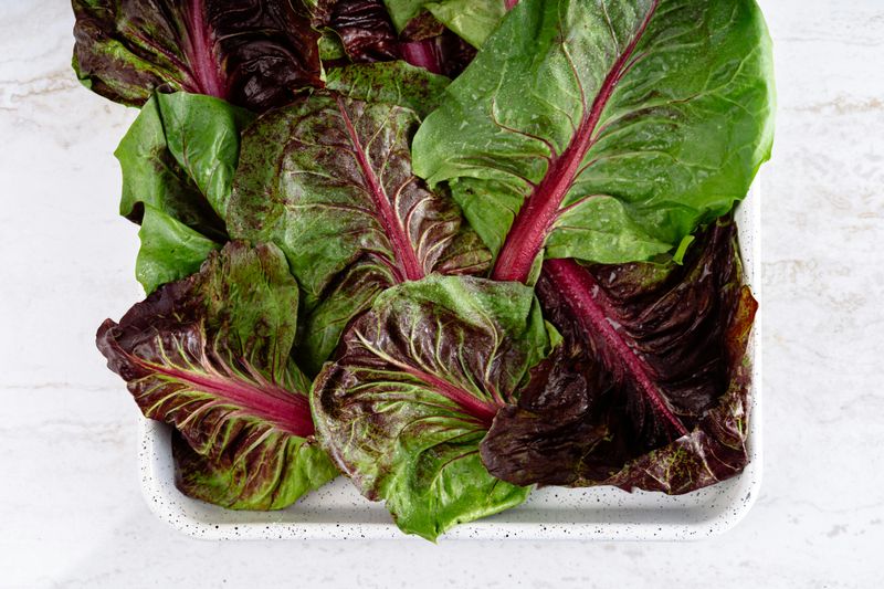 Radicchio