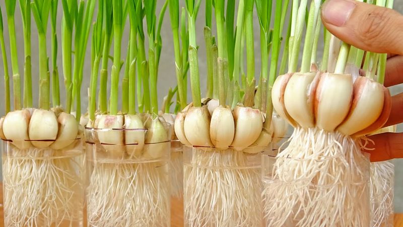 Garlic