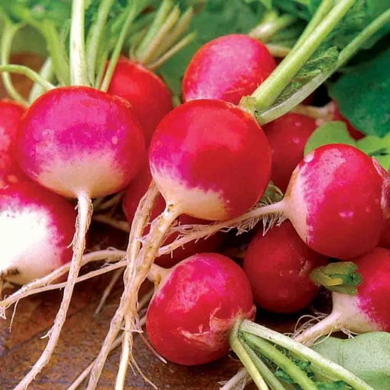 Radishes